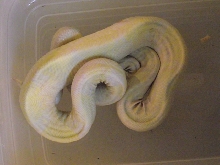 Rescue Boa 1