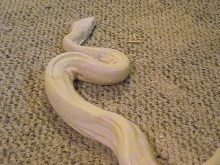 Rescue Boa 2