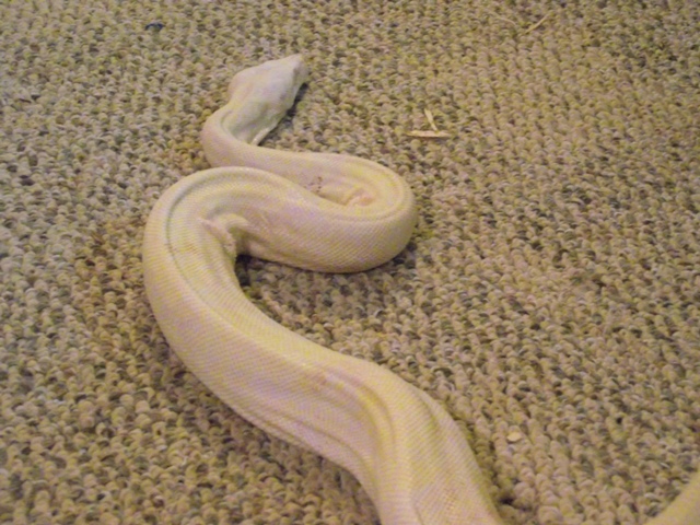 Rescue Boa 2