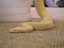 Rescue Boa 3