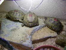 Testudo1