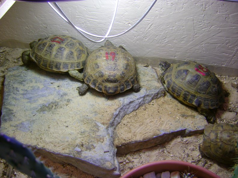 Testudo1