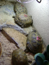 Testudo 2