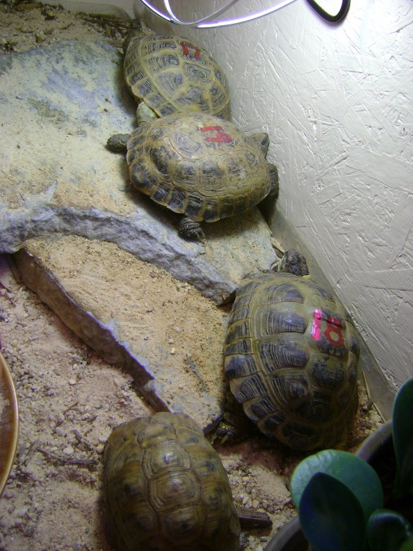 Testudo 2