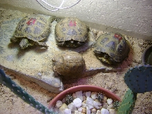 Testudo 3