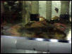 Spiney Devil Pleco