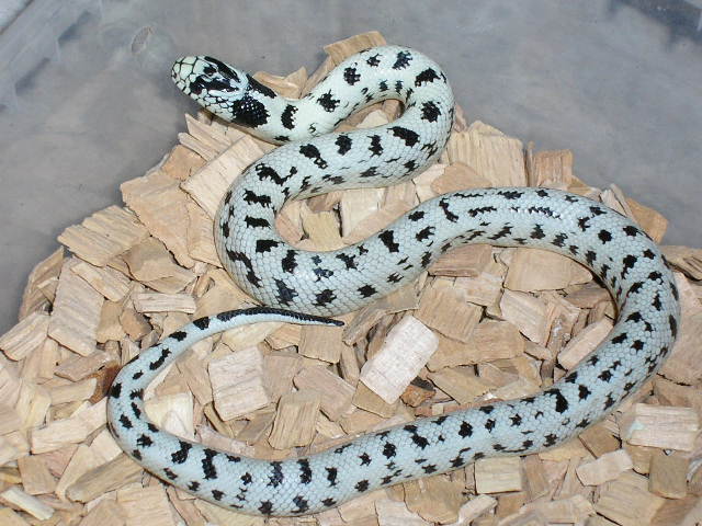 Black spotted High White L.g.c.