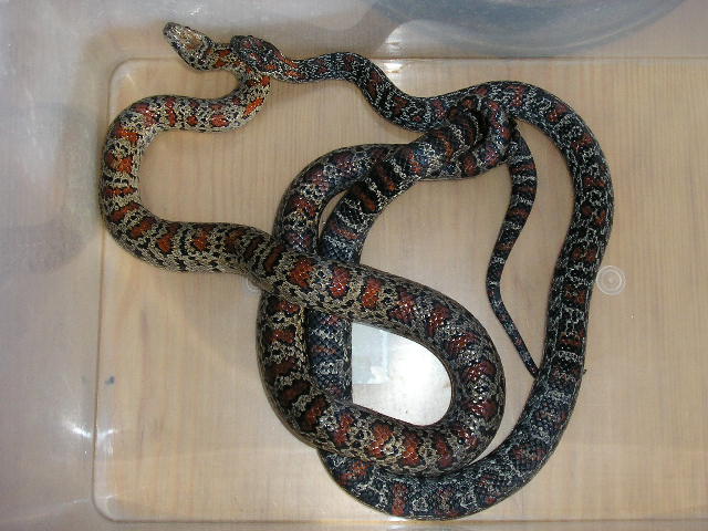 adult pair Granit mex.mex.