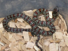 Granit mex.mex.