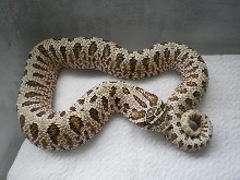 new nasicus