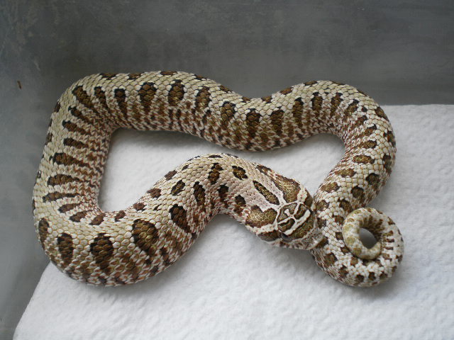 new nasicus