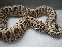new hognose