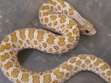 female Toffee