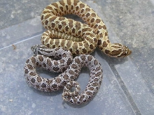 Yelow and grey form