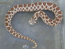 Grey form hognose