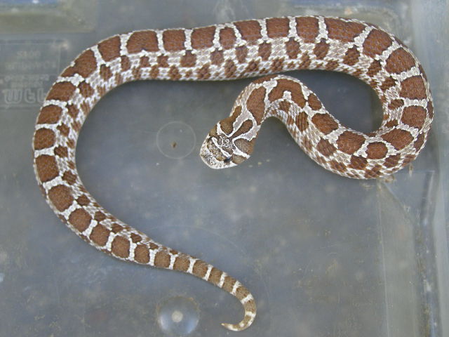 Grey form hognose