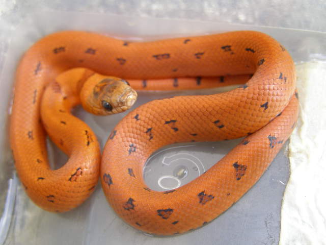 Leopard orange L.m.thayeri