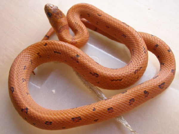 Leopard L.mex.thayeri