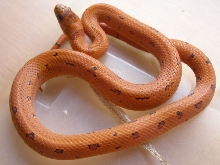 Leopard L.mex.thayeri