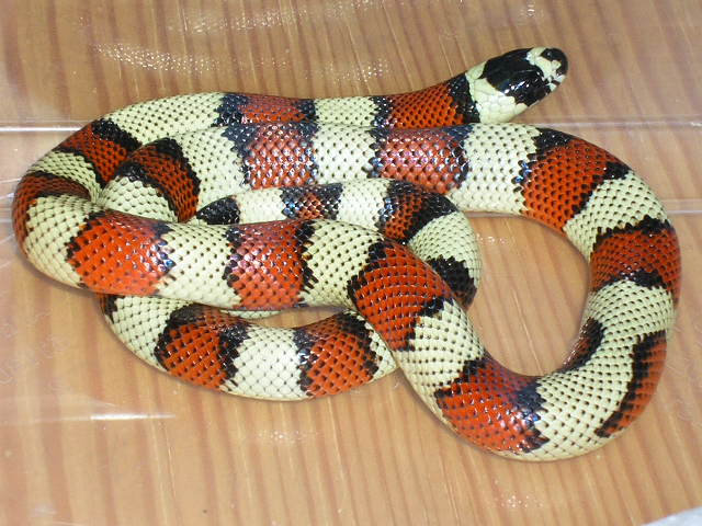 Aberrant l.t.stuarti