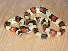 Aberrant L.t.stuarti II.
