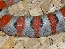 Hypo greeri