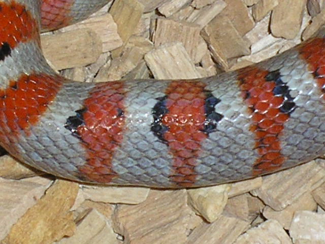 Hypo greeri
