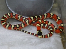 spotted pyromelana