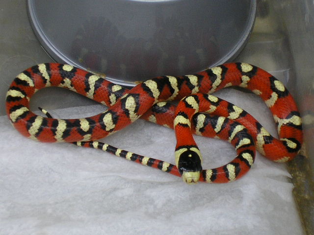 spotted pyromelana