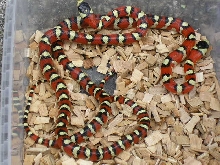 spotted pyromelana