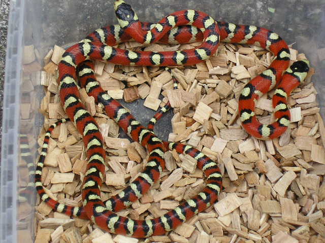 spotted pyromelana