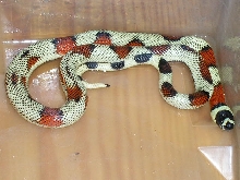 Aberrant L.t.stuarti