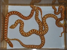 red and extrem red albinos