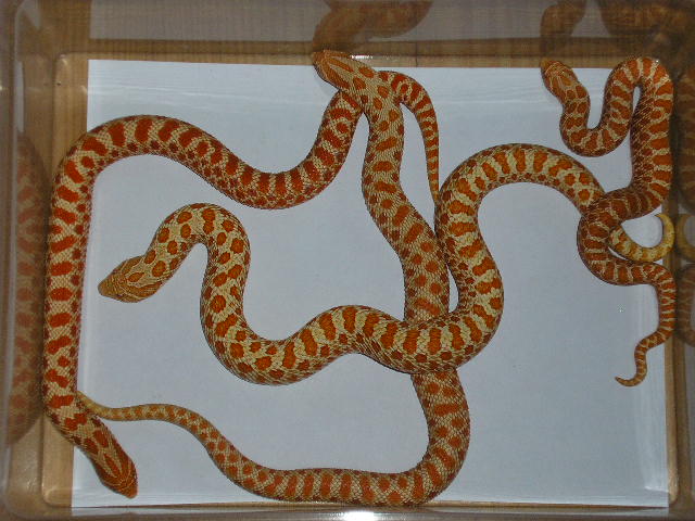 red and extrem red albinos