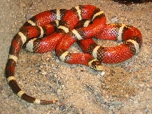 T plus L.t.nelsoni