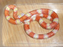 Lemon nelsoni