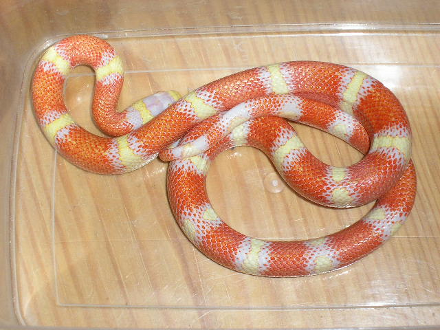 Lemon nelsoni
