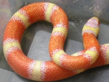 Lemon nelsoni