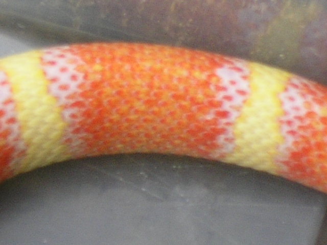 Lemon nelsoni