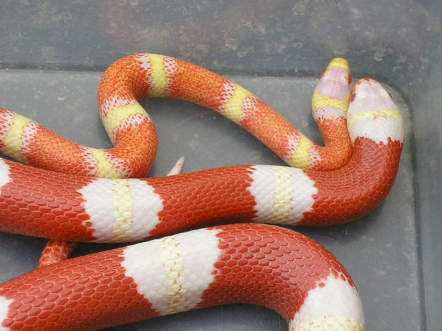 Lemon nelsoni
