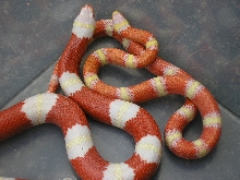 Lemon nelsoni