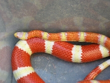 Lemon albino L..t.nelsoni