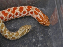 Toffee Belly and Extrem Red Albino