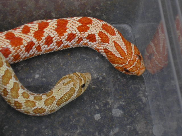 Toffee Belly and Extrem Red Albino