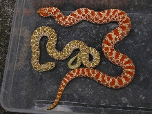 Toffee Belly and Extrem Red Albino