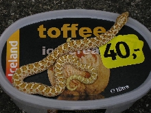 Toffee Belly