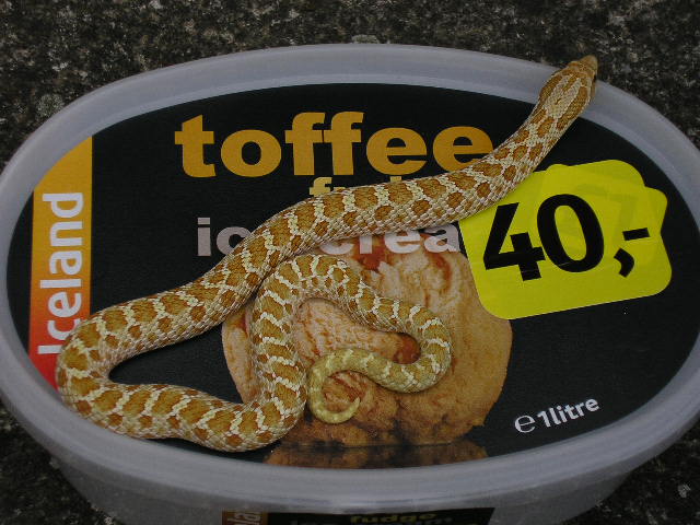 Toffee Belly