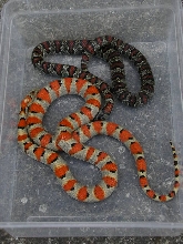 Hypo and normal greeri