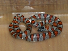 Hypo greeri female