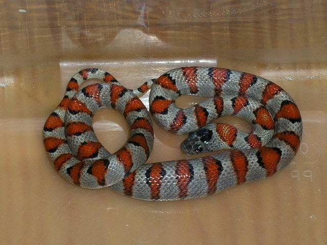 Hypo greeri female
